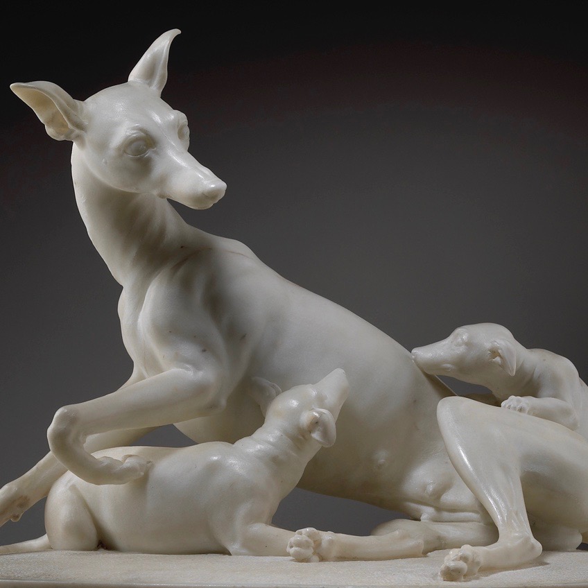 Greyhound with Puppies